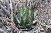 JAA 1626-Haworthia maxima N. Worcester .JPG