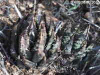 JAA 1627-Haworthia pumila.JPG.JPG