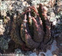 JAA 1628-Haworthia pumila.JPG