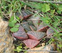 JAA 1639-Haworthia fusca.JPG