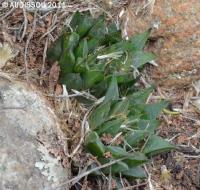 JAA 1809-Haworthia heidelbergensis.jpg