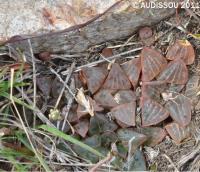 JAA 1817-Haworthia pygmea.jpg