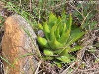 JAA 1818-Haworthia kingiana.jpg
