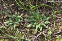 JAA 1819-Haworthia parksiana .jpg