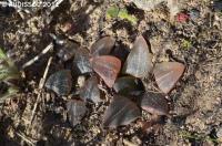 JAA 1824-Haworthia pygmea.jpg