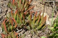 JAA 1826-Haworthia scabra.jpg