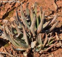 JAA 1829-Haworthia radula.jpg