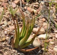 JAA 1843-Haworthia longiana.jpg