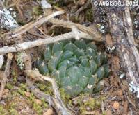 JAA 1846-Haworthia cooperi gordoniana.jpg
