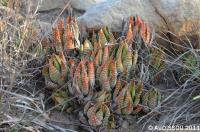 JAA 1861-Haworthia fasciata fa browniana.jpg