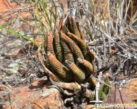 JAA 1865-Haworthia scabra.jpg