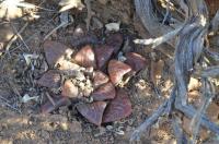 JAA 1868-Haworthia bayeri.jpg