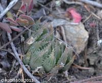 JAA 1869-Haworthia cooperi.jpg