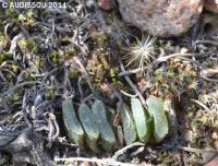 JAA 1875-Haworthia truncata minor.jpg