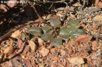JAA 1878-Haworthia bayeri laeta.jpg