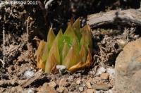 JAA 1884-Haworthia mucronata sakai.JPG