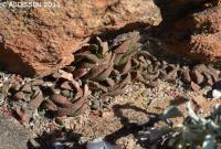 JAA 1885-Haworthia scabra.jpg