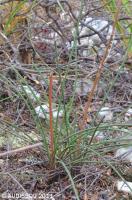JAA 1886-Haworthia graminifolia.jpg