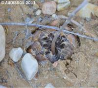 JAA 1887-Haworthia devriesii.jpg