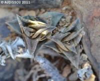 JAA 1898 Haworthia viscosa.jpg