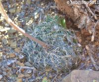 JAA 1899-Haworthia pehlemaniae.jpg