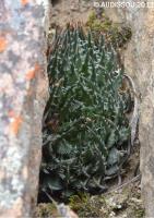 JAA 1907-Haworthia pulchella.jpg