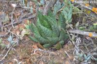 JAA 1913-Haworthia maxima.jpg