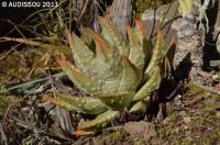 JAA 1917-Haworthia marginata x maxima.jpg