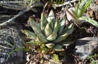 JAA 1920-Haworthia marginata.jpg