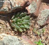 JAA 1927-Haworthia maculata.jpg