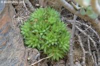 JAA 1929-Haworthia reticulata subregularis.jpg