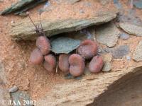 JAA 298 Tylecodon.schaeferianus.JPG