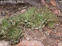 JAA 366-Haworthia nortieri v. nortieri.1 Vanrhynspass.JPG