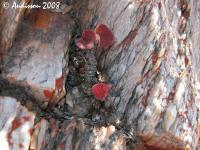 JAA 621 Tylecodon.cordiformis.JPG