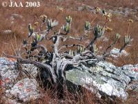 JAA 893 Kalanchoe.bitteri.JPG
