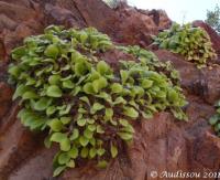 JAA 933 Tylecodon.longipes.JPG