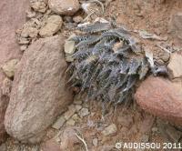 JAA 972-Haworthia archeri E. Matgiesfontein.JPG