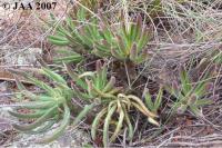 JAA1009-Tylecodon-leucothrix-Calitzdorp.jpg