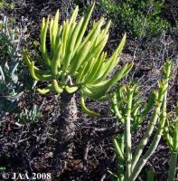 JAA1208.Tylecodon.wallichii.x.T. paniculatus.N.Karoopoort.JPG