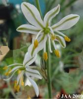 JAA1282 Chrorophytum undulatum.JPG
