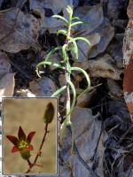 JAA1329.Tylecodon kritzingeri  Rosynttjiesberg.JPG
