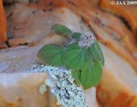 JAA1331 Pelargonium moniliforme.JPG