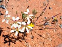 JAA1353 Pelargonium aridicola.JPG