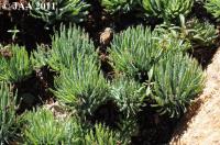 JAA1730.Eriospermum folioliferum.JPG