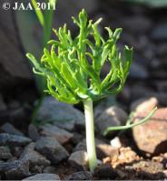 JAA1801.Eriospermum.alcicorne.JPG