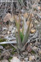 JAA1838-Haworthia longiana albinota .JPG