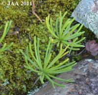 JAA1916.Eriospermum.boweianum.JPG