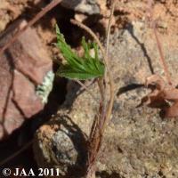 JAA1919.Eriospermum.proliferum.JPG