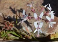 JAA1991 Pelargonium bubonifolium W. bulletrap.JPG