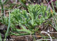 JAA2058.Eriospermum.dregei.JPG
